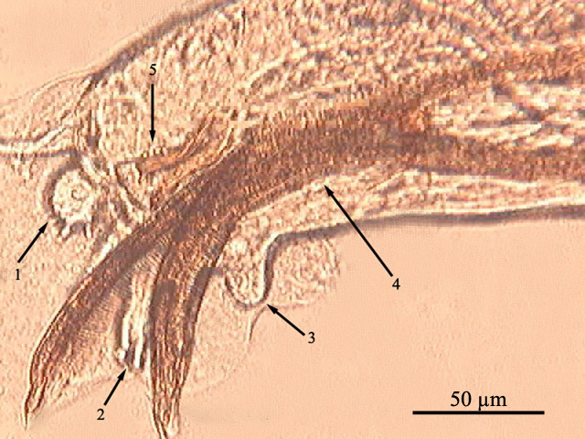 Structures of some widely distributed lung helminths (c)